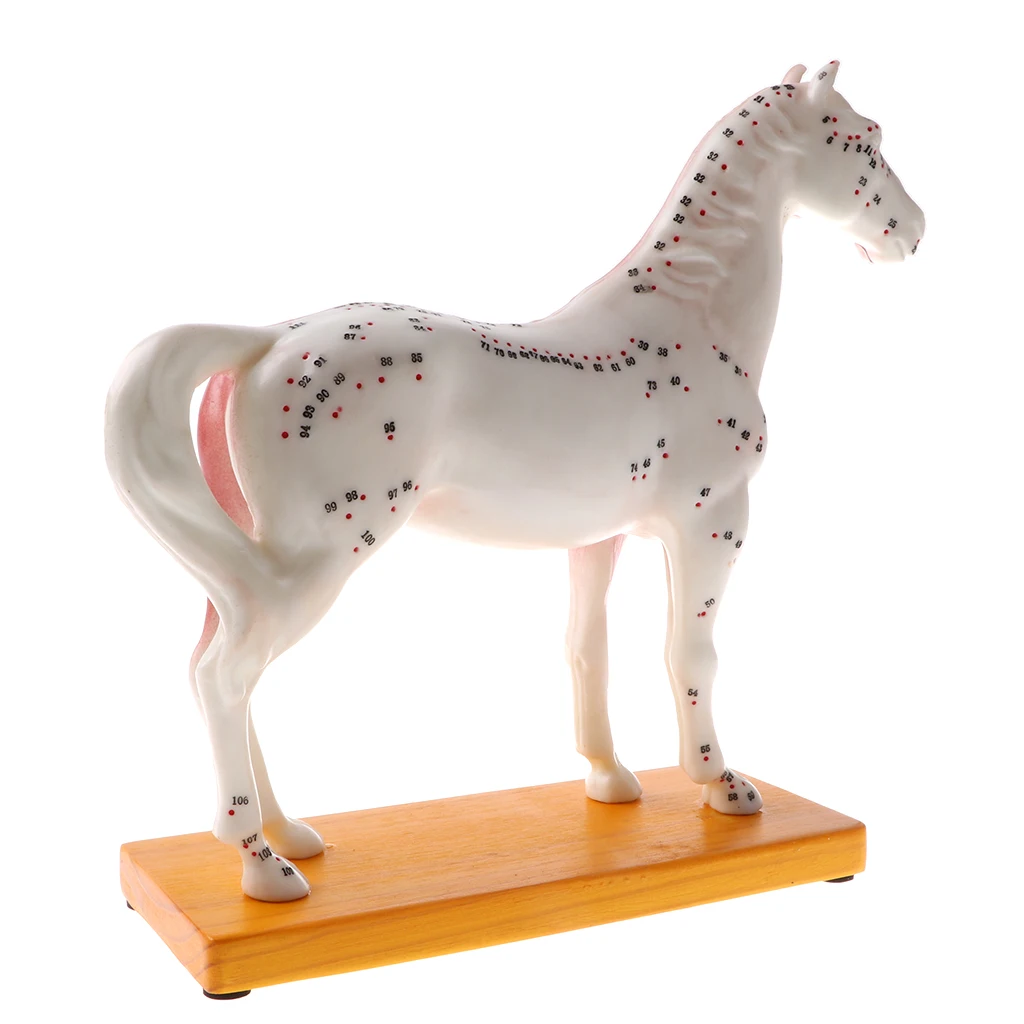 Professional 114 Acupuncture Points Horse Anatomical Model School Teaching Display Lab Supplies