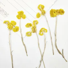 100 шт прессованный высушенный желтый Gnaphalium аффин цветочное растение гербарий для ремесла DIY открытка с пригласительным билетом чехол для телефона