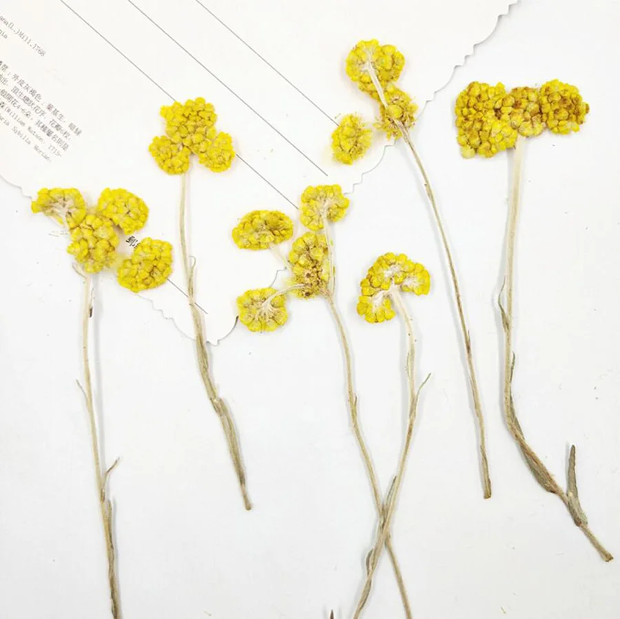 

100pcs Pressed Dried Yellow Gnaphalium Affine Flower Plant Herbarium For Craft DIY Postcard Invitation Card Phone Case Making