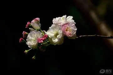 

Seedsplants Garden Japanese Cherry Purifies Air Plants Rare Plants Flower Seedlings for Garden 20PCS