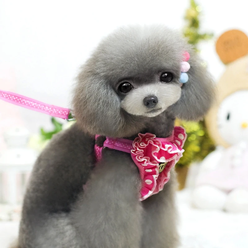 small cheap dogs for sale