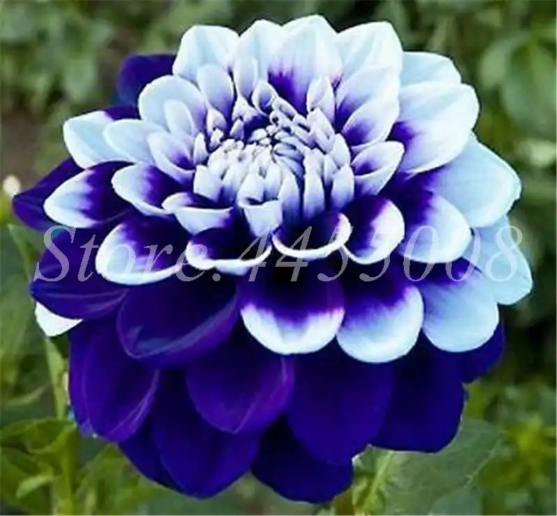 Detail Feedback Questions About 500pcs Bonsai Dahlia Chinese Rare