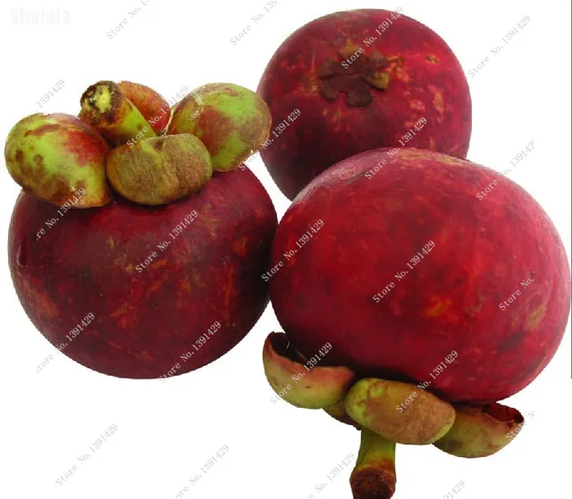 mangoosteen fruit