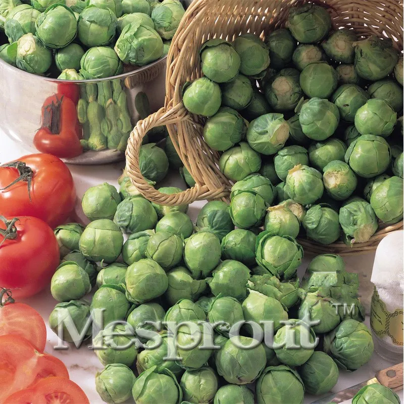 Free Shipping 100 Brussels Sprouts Little Baby Cabbage Bonsai