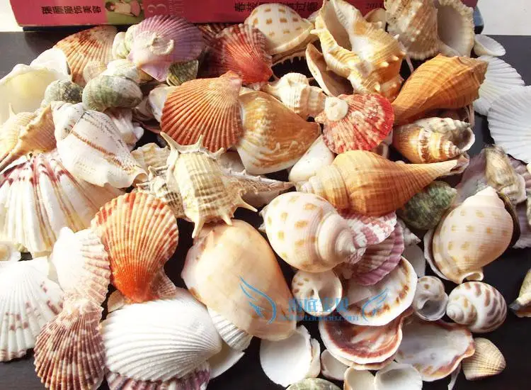 HappyKiss Conch shells,200 g fish tank aquarium Shell suit to decorate ...