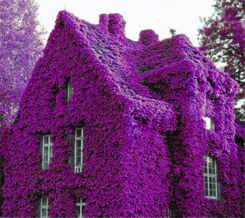 200 шт. Китай Восхождение Роуз Seedsflower висит лианы Rosas раран цветок Semillas de Flores бонсай растений украшения сада 200 шт. Китай Восхождение Роуз Seedsflower висит лианы Rosas раран цветок Semillas de Flores бонсай растений украшения сада