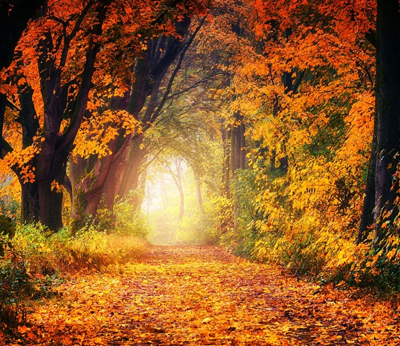 

5D DIY Diamond Painting Scenic Yellow Forest Pictures Of Rhinestones Diamond Home Decor Diamond Embroidery Full circular