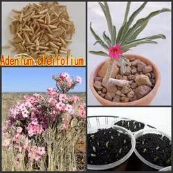 100% свежий настоящий "Adenium oleifolium"-адениум тучный семиллы-бонсай пустыня розовый цветок растение Sementes