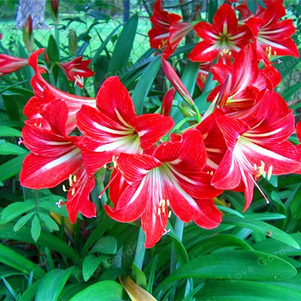 2 Bulbs Amaryllis Bulbs True Red Hippeastrum Bulbs Flowers(Not Bonsai),Barbados Lily Potted Home Garden Balcony Plant Bulbous 2 Bulbs Amaryllis Bulbs True Red Hippeastrum Bulbs Flowers(Not Bonsai),Barbados Lily Potted Home Garden Balcony Plant Bulbous