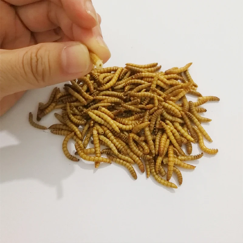 10 г/50 г сублимированный Mealworm муравей питание питательный протеин принадлежности
