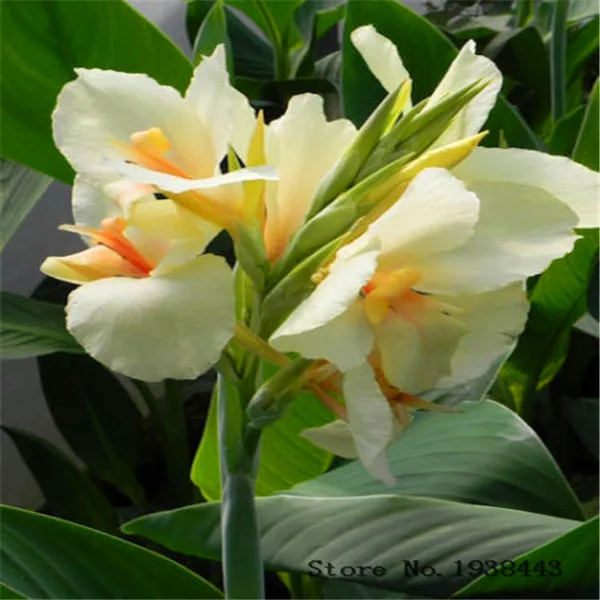 

Flower Canna Lily Bulbs - ERMINE - TROPICAL HOUSE PLANT - WHITE FLOWERS 2 Bulb