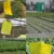 25x15 см двухсторонняя Липкая Летающая насекомая Thrips Gnats Aphid Fruitfly Trap Желтый сильный Flypaper Sticky fly paper Flytrap - изображение