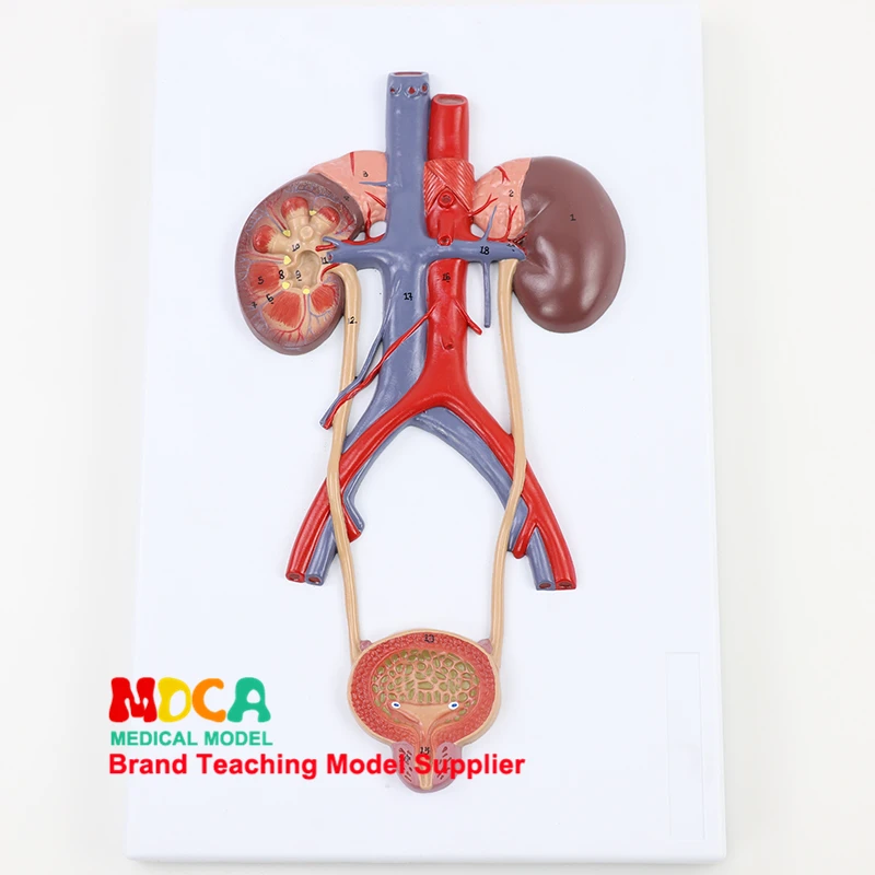 Medical Training Teaching Aid Kidney and Nephron Glomerular Enlargement Model Hand Painted PVC Material ZLF Human Kidney Anatomical Model Medical Training Teaching Aid Kidney and Nephron Glomerular Enlargement Model Hand Painted PVC Material ZLF Human Kidney Anatomical Model