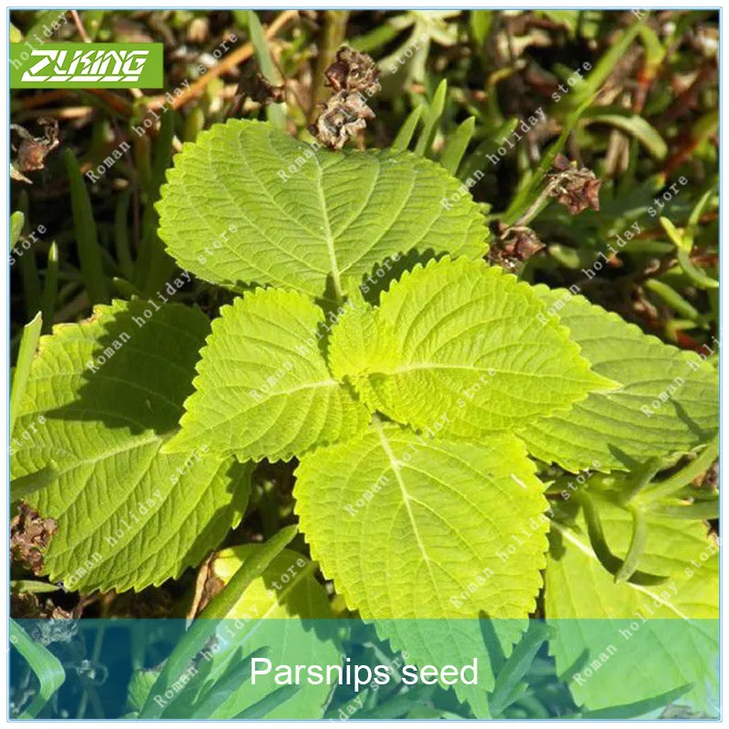 

ZLKING 100pcs Parsnip Grass Bonsai Plants For Home Garden Ornamental Grass Super Natural Products
