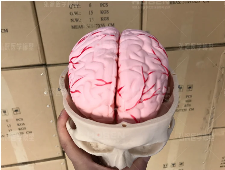 1:1 человеческий череп головы Скелет с 8 частей мозговой стволовой модели комплект, Размер жизни череп модель с 8 частями