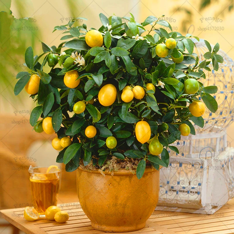 20pcs Lemon Tree Bonsai Plants Sweet Fruit Potted Vitamin C Food Home