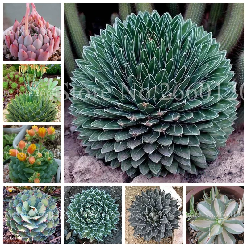 

100 Pcs/ Bag Aloe Cacti Agave Bonsai, Rare Succulent Plants Indoor Planta Agave-Americana Potted Agave Plants For Home Garden