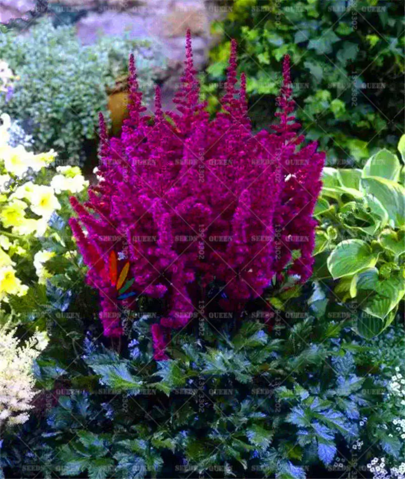 Sale-100-Pcs-pack-astilbe-plant-exotic-beautiful-potted-flower-flores-bonsai-plantas-for-home-garden (1)