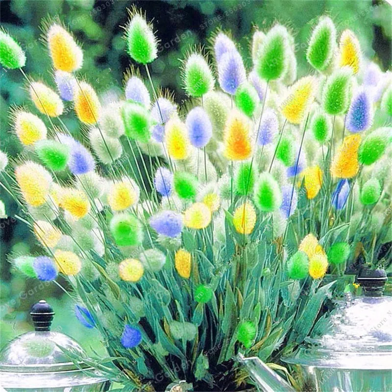 100 Pcs Rabbit Tails Grass Bonsai Colorful Fescue Bonsai Ornamental Grasses Bonsai For Home Garden Potted Plants Decor