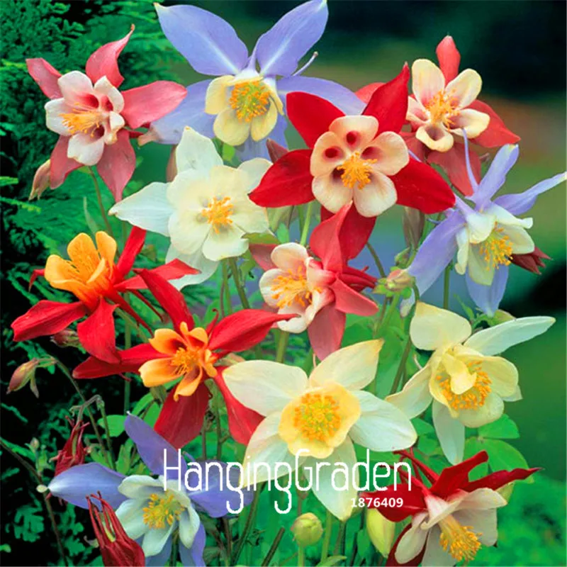 

100 Pieces/Pack Sale!Aquilegia Plantas Bonsai plants easy to grow Flores for home & garden flower Planten