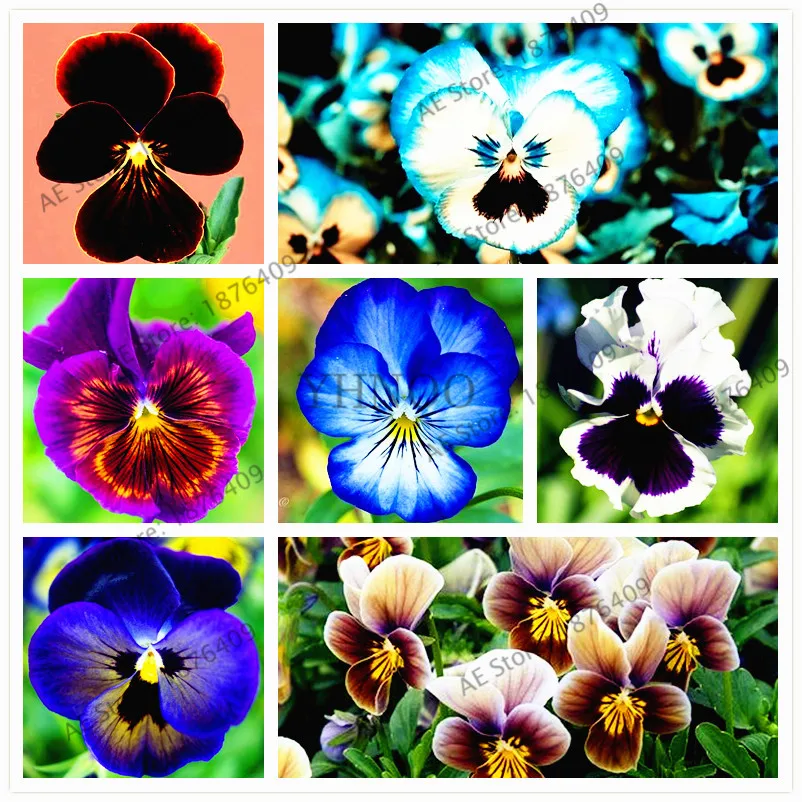 

100pcs/Bag Pansy "Avalanche Bronze Lavender "Flower bonsai hanging garden perennial & biennial plants home and garden