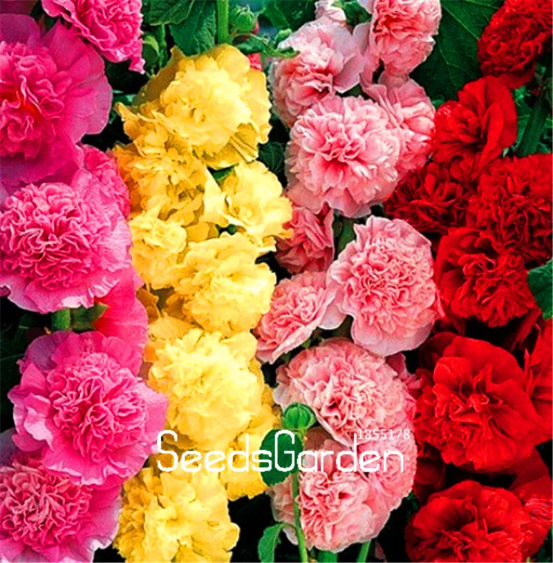 

100 Pcs/Lot New Arrival! Double Hollyhock Flower Plant Mix / Perennial Garden Decoration Bonsai Flower Plantas
