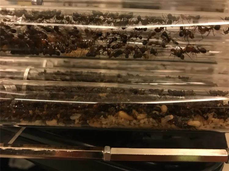 32-TUBES-ANT-NEST (4)