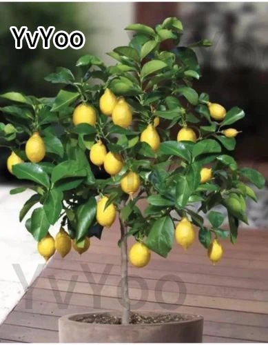 YVYOO Edible Fruit Meyer Lemon bonsai, Exotic Citrus Bonsai Lemon Tree Fresh plants fruit vegetable,20 pcs/bag B27 YVYOO Edible Fruit Meyer Lemon bonsai, Exotic Citrus Bonsai Lemon Tree Fresh plants fruit vegetable,20 pcs/bag B27