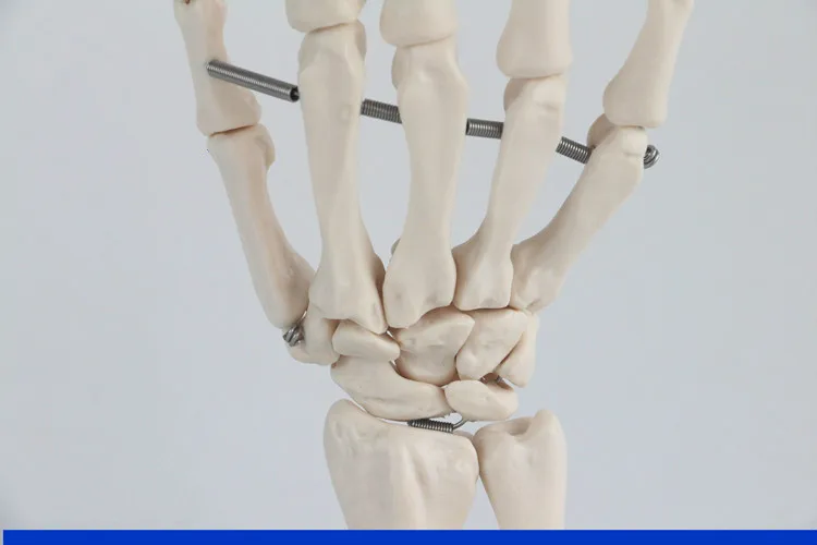 1:1 ЖИЗНЬ Размеры человеческих рук совместное модель ручной скелет кости модель наручные vola palm Модели скелетов Медицинские товары учебные принадлежности