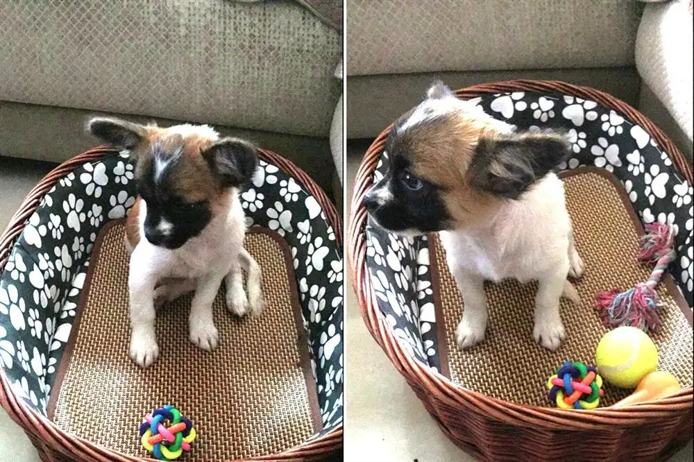 Pet Anjing Diri Pendingin Tikar Pad Untuk Kandang Anjing Peti Dan