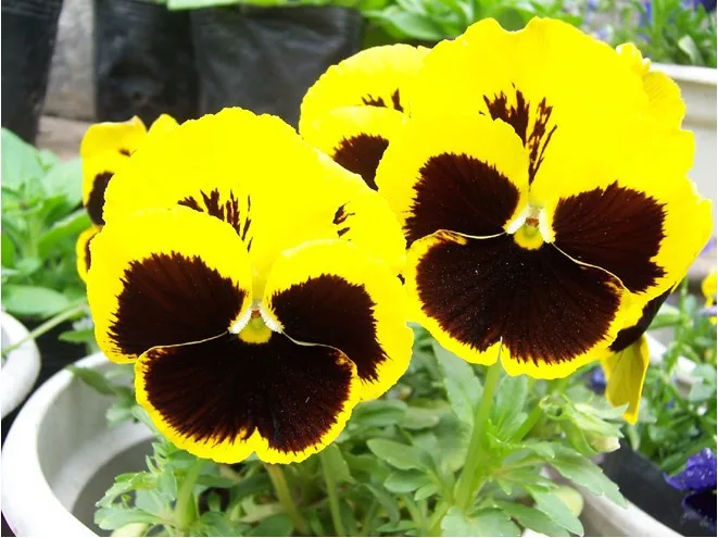 Semillas de flores pensamiento negro ghost face cuando la cara de gato para  iris en maceta 30 / paquete|seed planter|seed meterseed - AliExpress