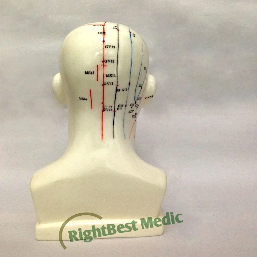 Английская медицинская акупунктура модель голова человека Акупунктура модель 21 см