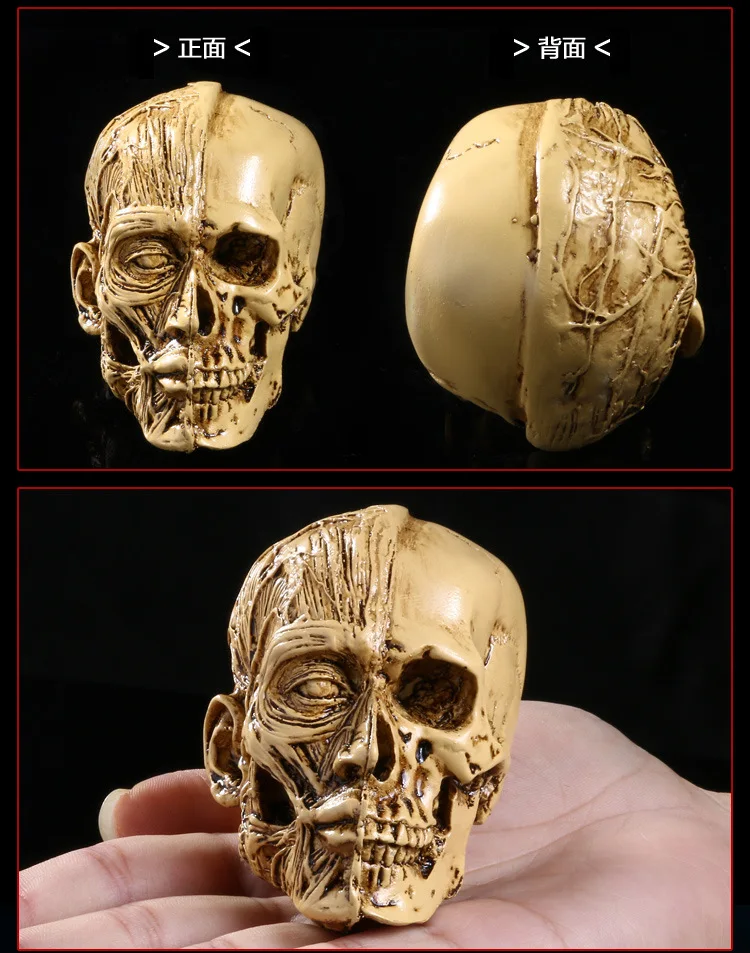 

7*7.5cm Resin MUSCLE human anatomy skull model for Art in trauma science medical anatomical odontologia model sketch