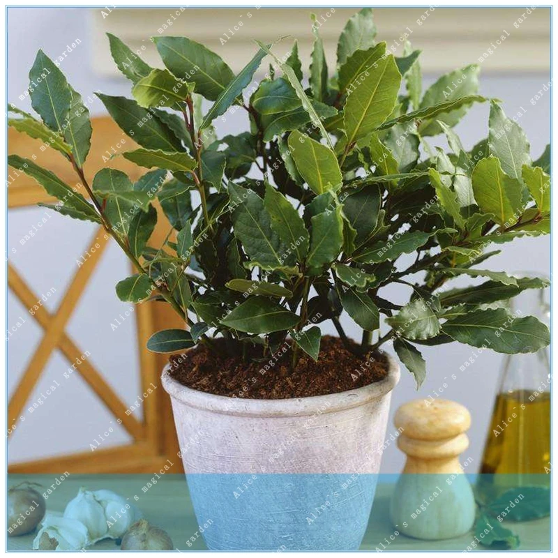 

ZLKING 20PCS mini potted photinia Alexandria laurel China high quality