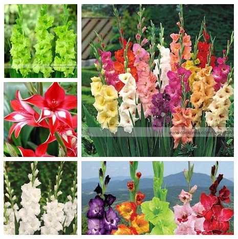 200pcs Gladiolus seeds, gladiolus flower seeds, 95% germination, DIY Aerobic potted plants, rare sword lily seeds, free shipping
