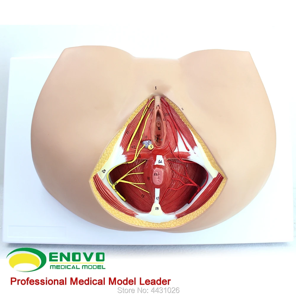 

ENOVO Female perineal model vascular nerve pelvic floor muscle anatomy model gynecological urology department