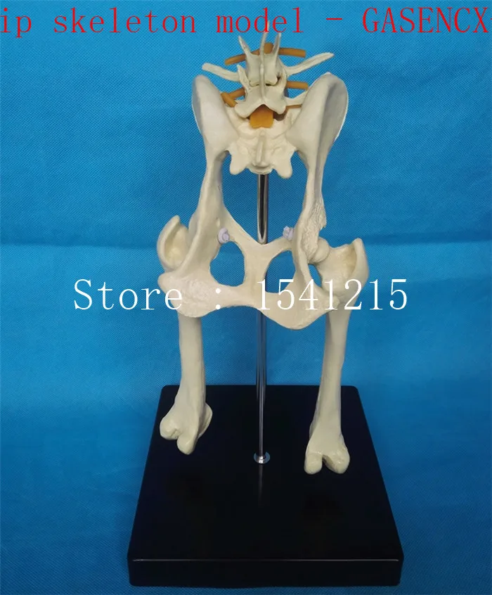 Tierisches Skelett Modell Tier Anatomie Modell Veterinar Proben
