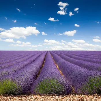 

LIFE MAGIC BOX Vinyl Backdrops For Photography Background Camera Fotografica Digital Lavender GC-40622