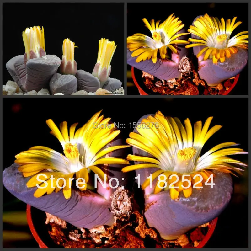 50 semillas-Lithops Divergens аметистина Редкие суккулентные кактусы Semillas~ фиолетовые живые камни Semillas(SP0032