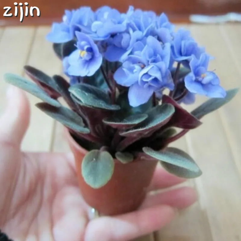 

100Pcs Mini Bonsai Violet Rare African Flower For Garden For Viewing Evening-Scented Stock Violet Perennial Herb Indoor Plants