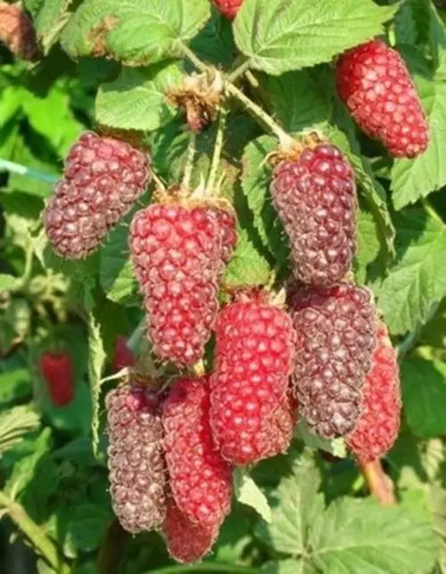 bonsai 50pcs Raspberry fruit plants Scottish Cross Tayberry Raspberry Heirloom bonsai 50pcs Raspberry fruit plants Scottish Cross Tayberry Raspberry Heirloom