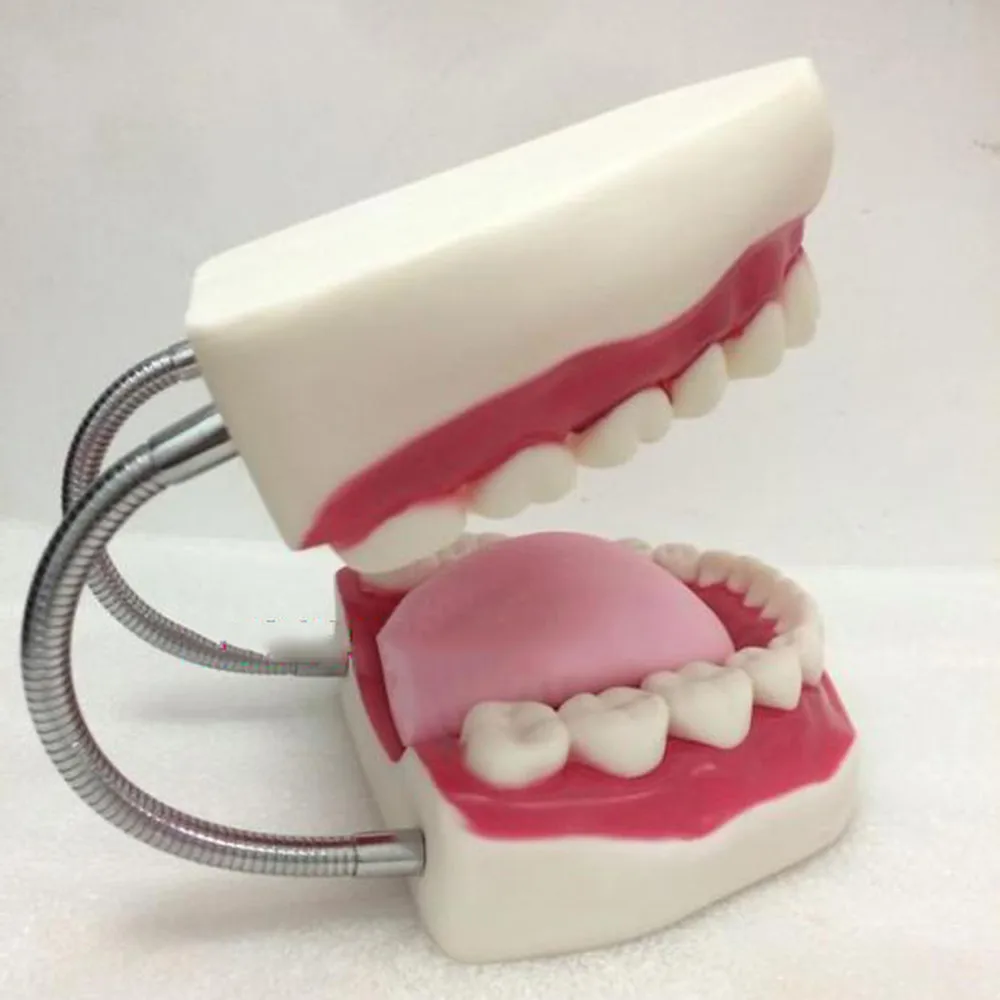 Стоматологический лабораторный инструмент для ухода за зубами для детей, обучающая модель для взрослых, стандартный демонстрационный типодонт