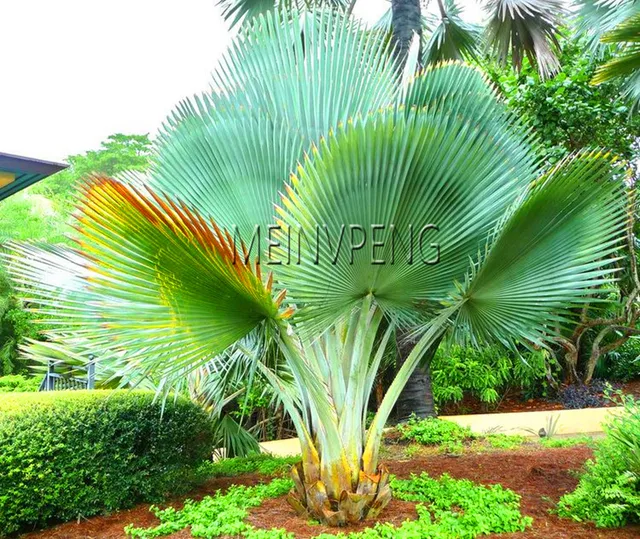 2018!10pcs Chinese Fan Palm Bonsai Ornamental Plant Chinensis Evergreen