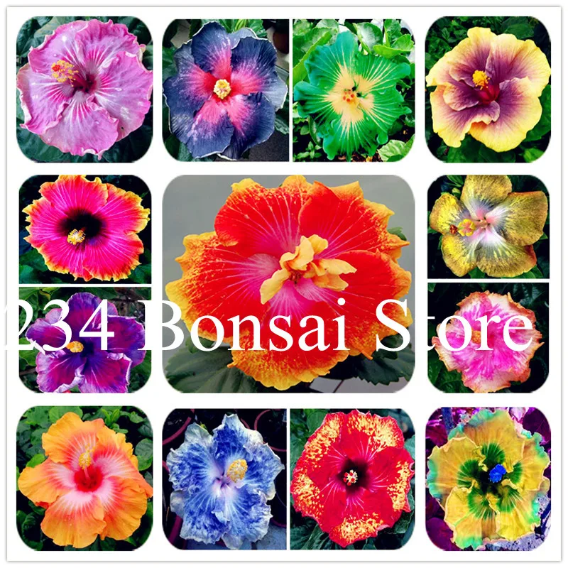 

100Pcs Hibiscus Tree Bonsai Chinese Hibiscus Flower Hibiscus plantas Cheap Flower flores Indoor Bonsai Plant Easy to Grow Garden