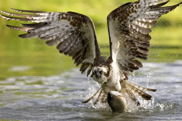 asas falcão pássaro pegar um peixe do rio peixe animal tecido de