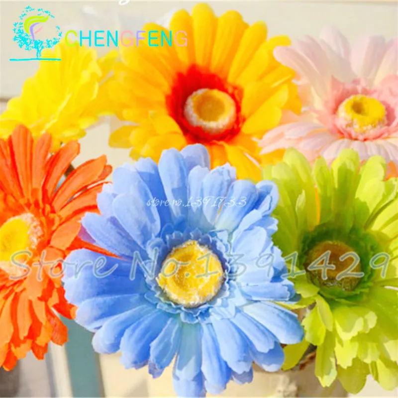 Good Luck Symbols For Business Symbolism Desert Rose Is Believed To Bring Wealth The Owner As Highlighted In Its Chinese Name 富贵花 Fuguihua Or Plant