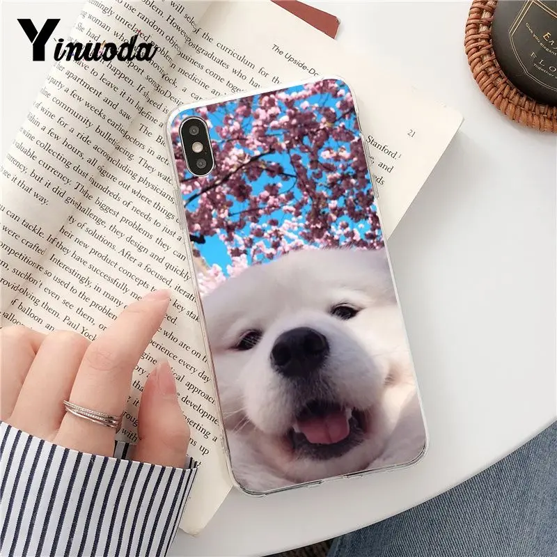 Dog Pomeranian
