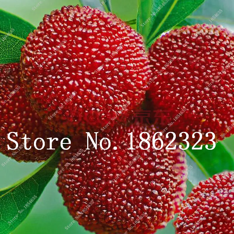 

10 Pcs waxberry Myrica rubra tree plant red bayberry fruit Delicious Chinese fruit exotic style for home garden plants