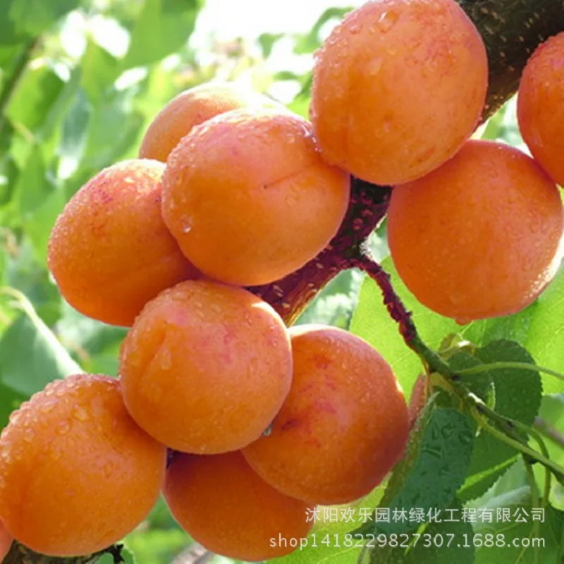 

Direct apricot apricot tree base more Cheap precocious fruit orchard bonsai bonsai varieties 2 pcs/Pack