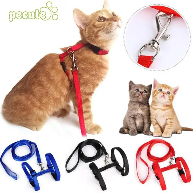 cat collar and leash